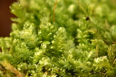Plagiothecium denticulatum