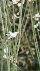 Retama monosperma