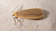 Eilema depressa