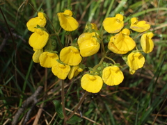 Calceolaria corymbosa
