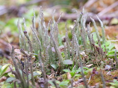 Cladonia cornuta