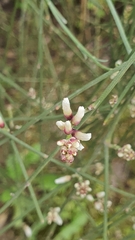 Retama monosperma