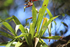 Tillandsia guatemalensis