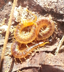 Geophilidae