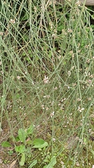 Retama monosperma