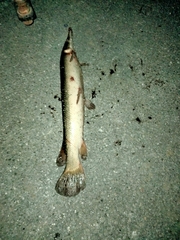 Atractosteus spatula