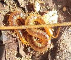 Geophilidae