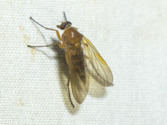 Atherimorpha