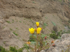 Balbisia peduncularis