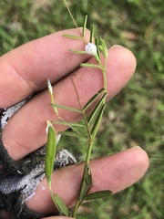 Vicia minutiflora