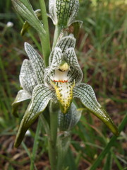 Chloraea magellanica