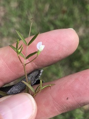 Vicia minutiflora