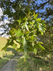 Quercus palustris