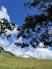 Quercus palustris
