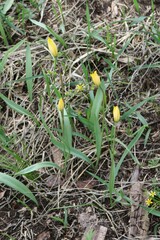 Tulipa sylvestris biebersteiniana