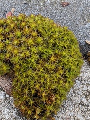 Syntrichia ruralis
