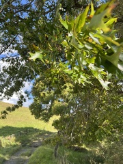 Quercus palustris