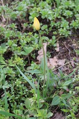 Tulipa sylvestris biebersteiniana