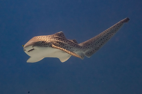 Zebra Shark, photo 8 of 10