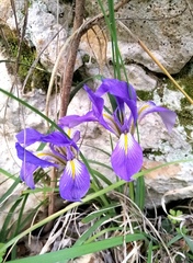 Iris unguicularis syriaca