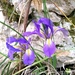 Iris unguicularis syriaca - Photo (c) Heba Salhab,  זכויות יוצרים חלקיות (CC BY-NC), הועלה על ידי Heba Salhab
