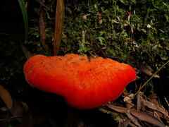Aurantiporus pulcherrimus