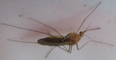 Culicinae