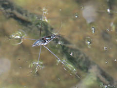 Limnogonus