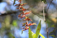 Tillandsia guatemalensis