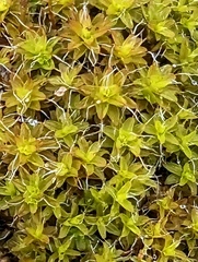 Syntrichia ruralis