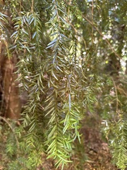 Saxegothaea conspicua