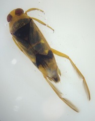 Notonecta undulata