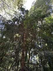 Saxegothaea conspicua