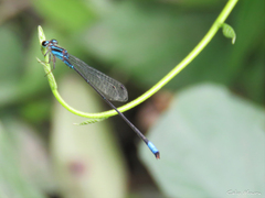 Acanthagrion