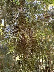 Saxegothaea conspicua