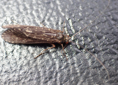 Dolophilodes distinctus
