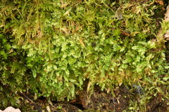 Plagiothecium denticulatum
