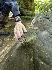 Pseudautomeris latus