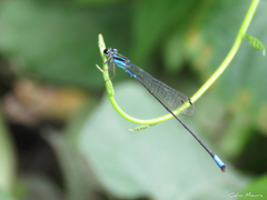 Acanthagrion