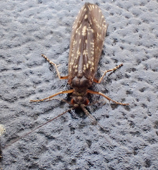 Dolophilodes distinctus