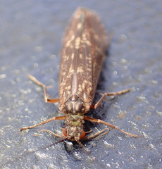 Dolophilodes distinctus