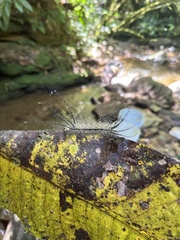 Pseudautomeris latus