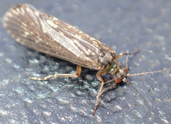Dolophilodes distinctus
