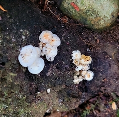 Panellus mitis