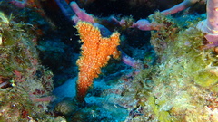 Ptilocaulis walpersii