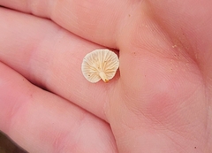 Panellus mitis