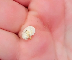 Panellus mitis