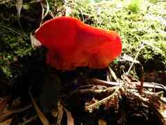 Aurantiporus pulcherrimus