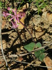 Ledebouria ovalifolia