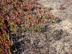 Lessingia germanorum